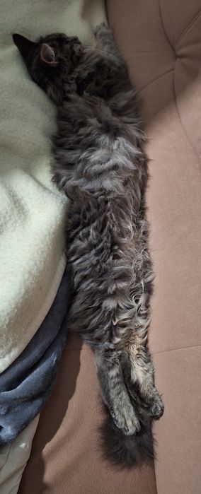 Кішка мейн кун 2 роки