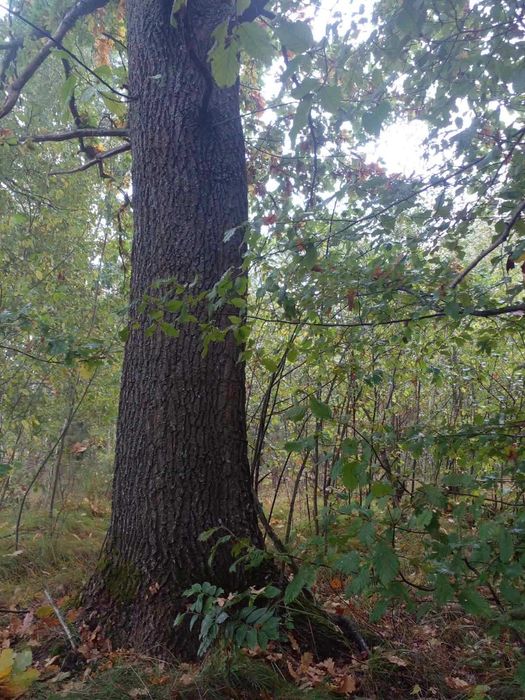 Продаж земельної ділянки сільгоспризначення, під комерцію,площа 3.2 Га