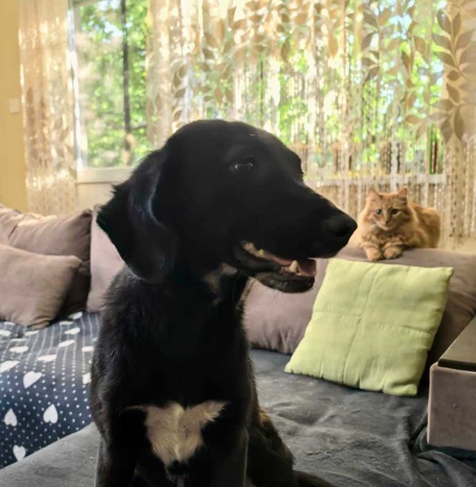 BALBINKA 11 kg  może mieszkać z KOTEM uratowana w Bułgarii