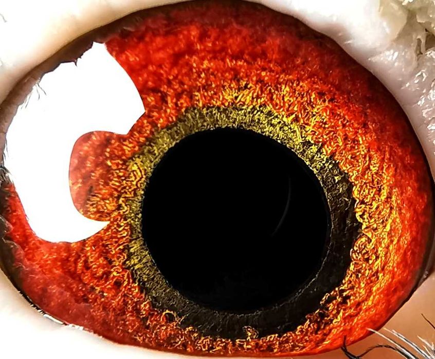 Gołębie pocztowe Leszek Kustra - samiec 2023r nr 10173