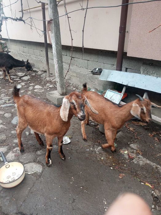продам кузличку