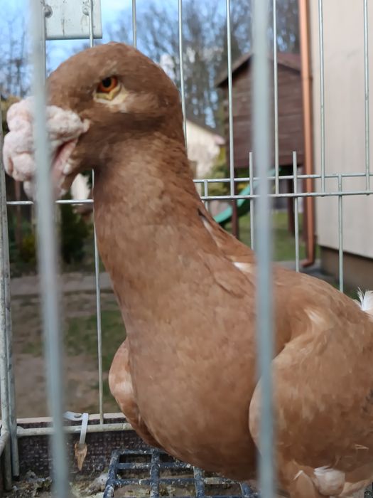 Rzeszowski gołębie rzeszowskie rzeszowska