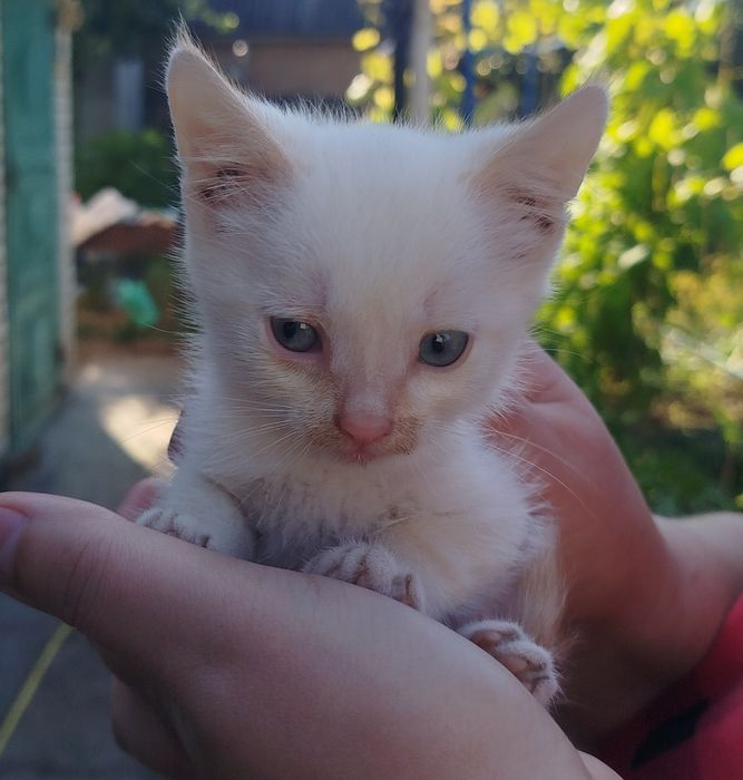 Котинята в добрі руки безкоштовно