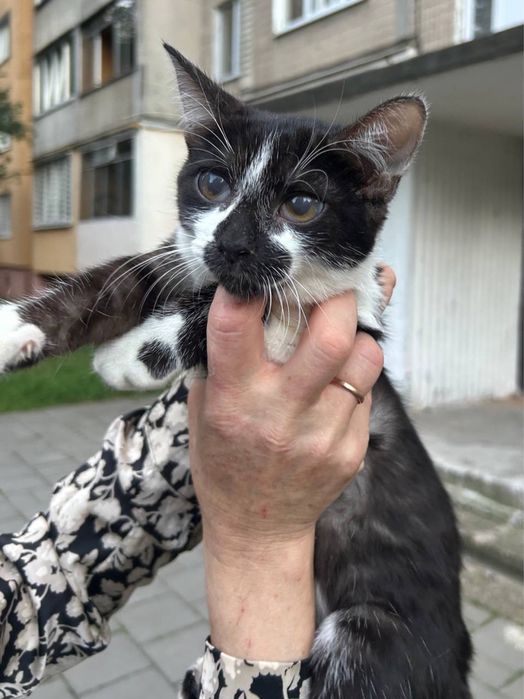 Віддам в добрі руки кошеня