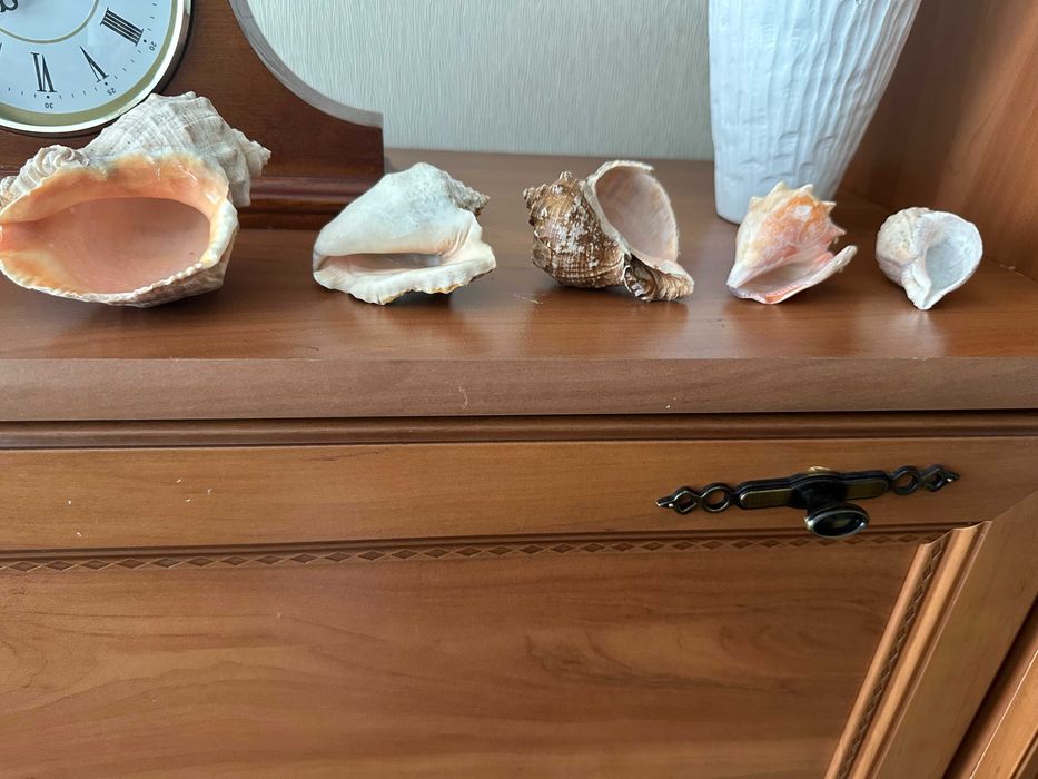 Ракушки (мушлі) для декора