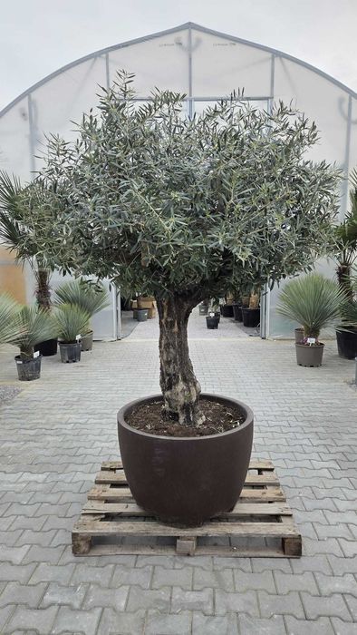 Drzewo oliwne Olea europaea 230-250 cm | gruby pień | donica ozdobna