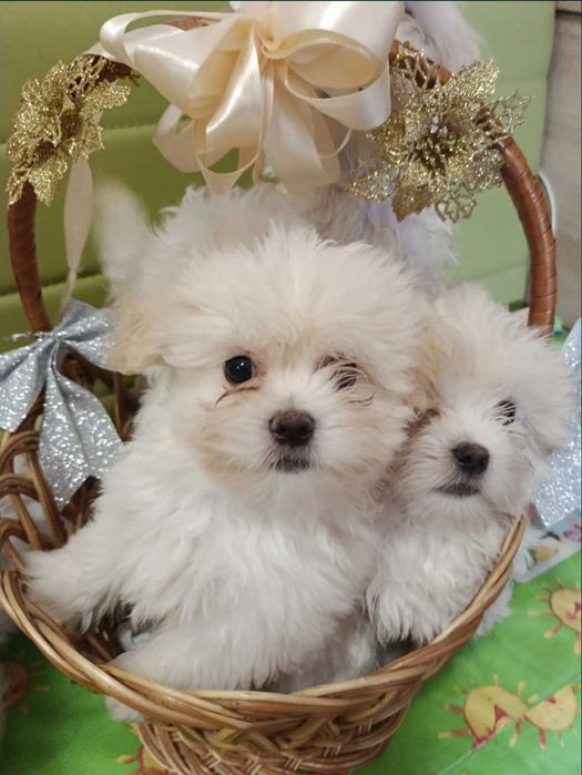 Bichon Maltês Macho
