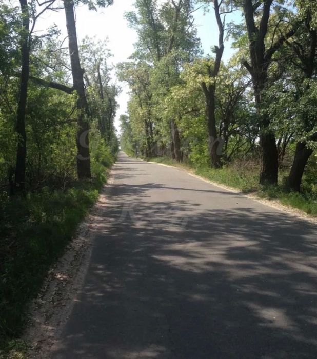 Продам земельну ДІЛЯНКУ 10 сотих, Ліс, серед СОСЕН, с.Северинівка