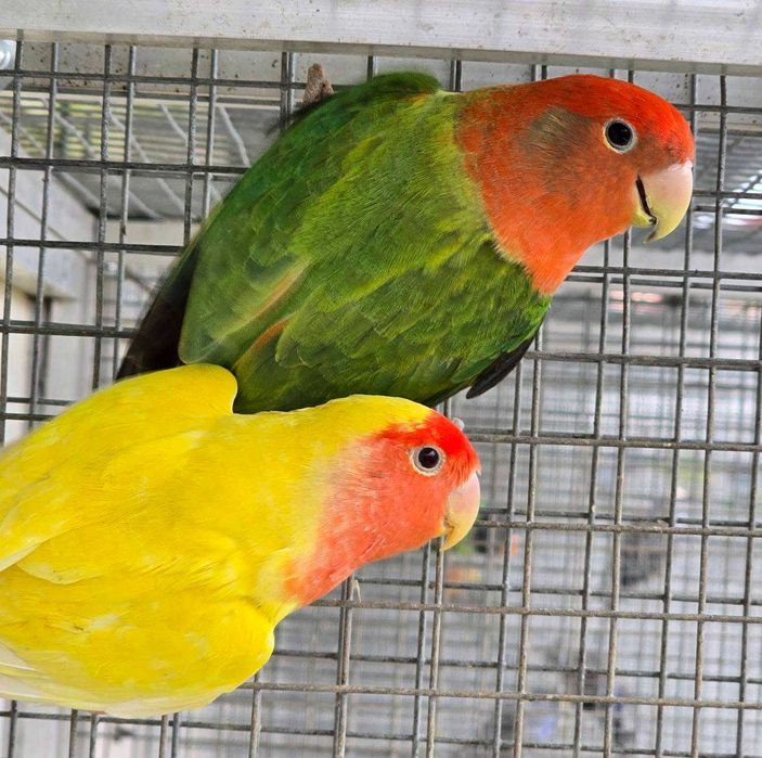 Nierozłączka czerwonoczelna młoda do oswojenia jak i dojrzałe na lęgi