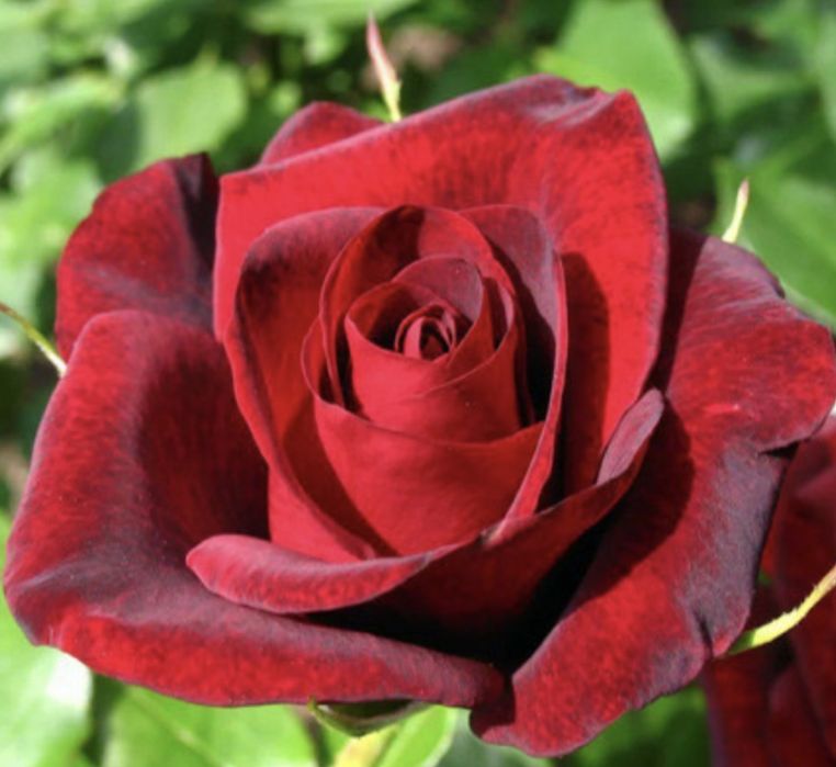 Троянда  Гран Прі Grand Prix дворічний кущ