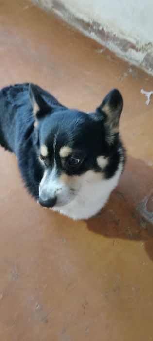 В'язка Кабель Вельш корги пемброк.