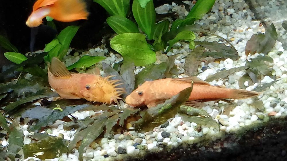 Ancistrus glonojad zbrojnik samiec red Gratis Niespodzianka