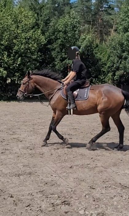 Piękna klacz skokowa