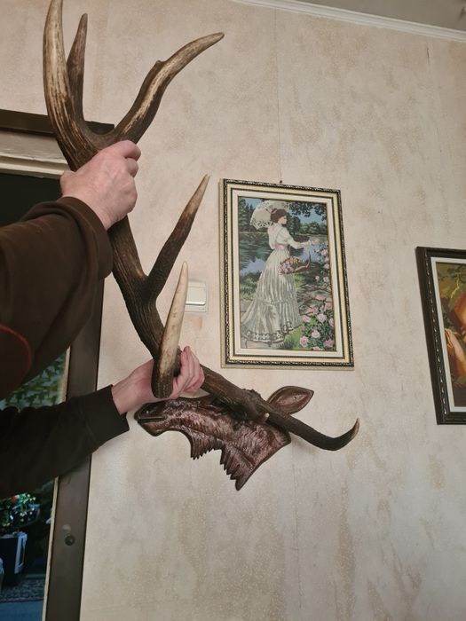 Ріг оленя натуральний