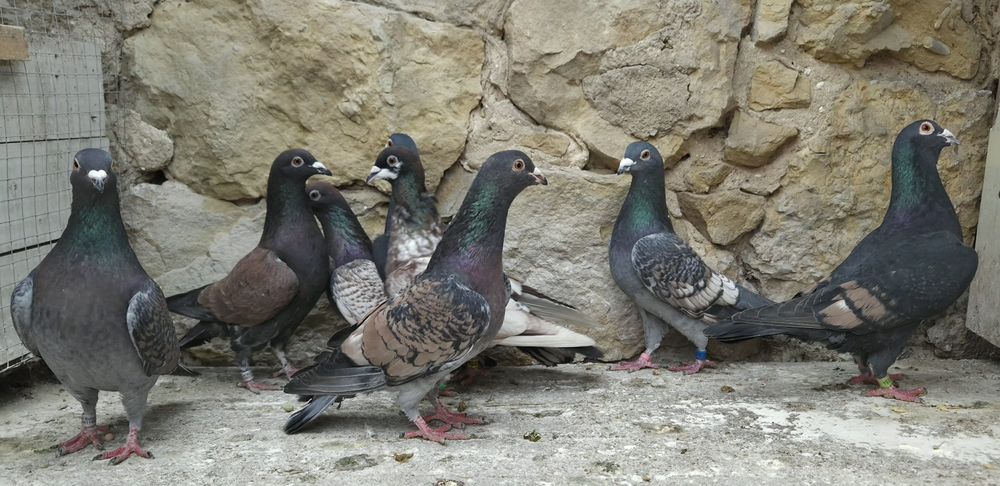 Pocztowe gołębie- toy/ frill stencill