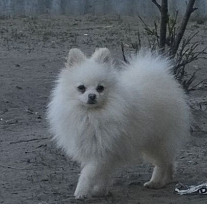 Вязка мини  шпиц