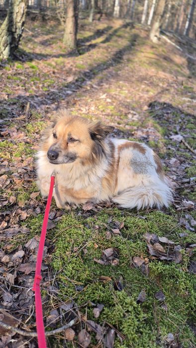 Puchata, cierpliwa i spokojna - Idzia czeka na dom