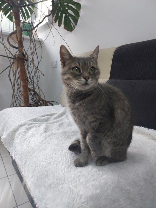 Кицюня шукає гарну родину!