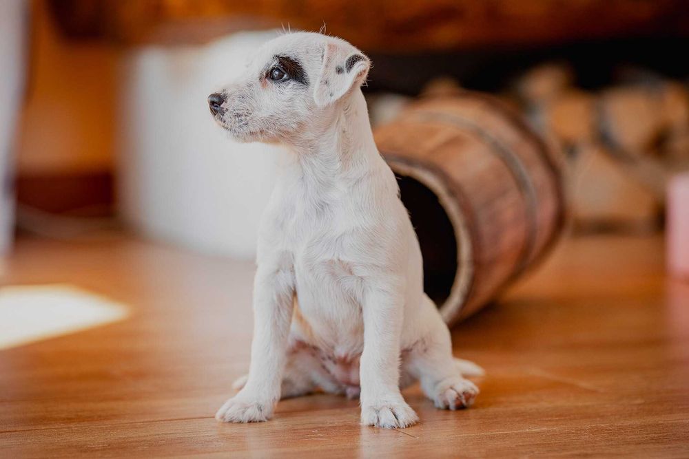Parson Russell Terrier FCI - gotowa do odbioru