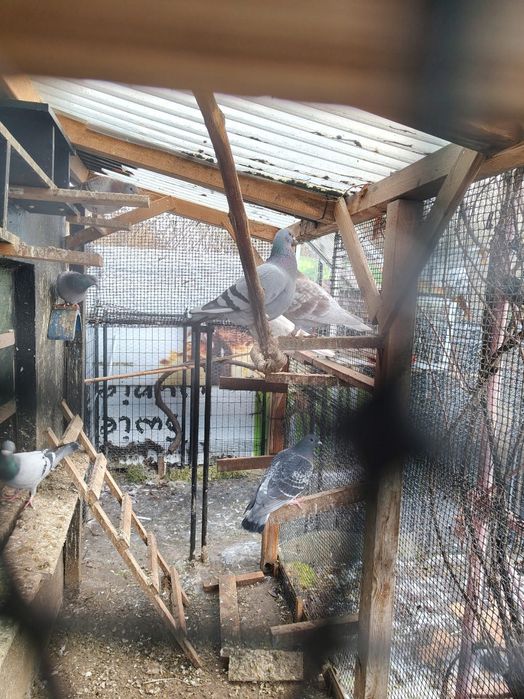 Gołębie pocztowe i mewka