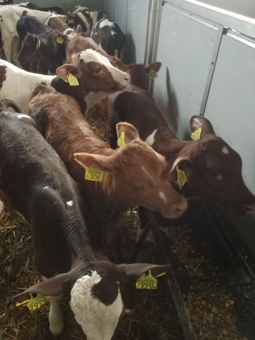 Byczki i jałówki polskie OPINOGÓRA