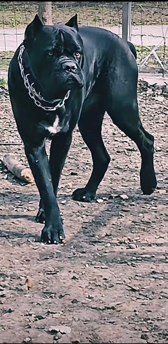 Кобель Cane Corso для вязки
