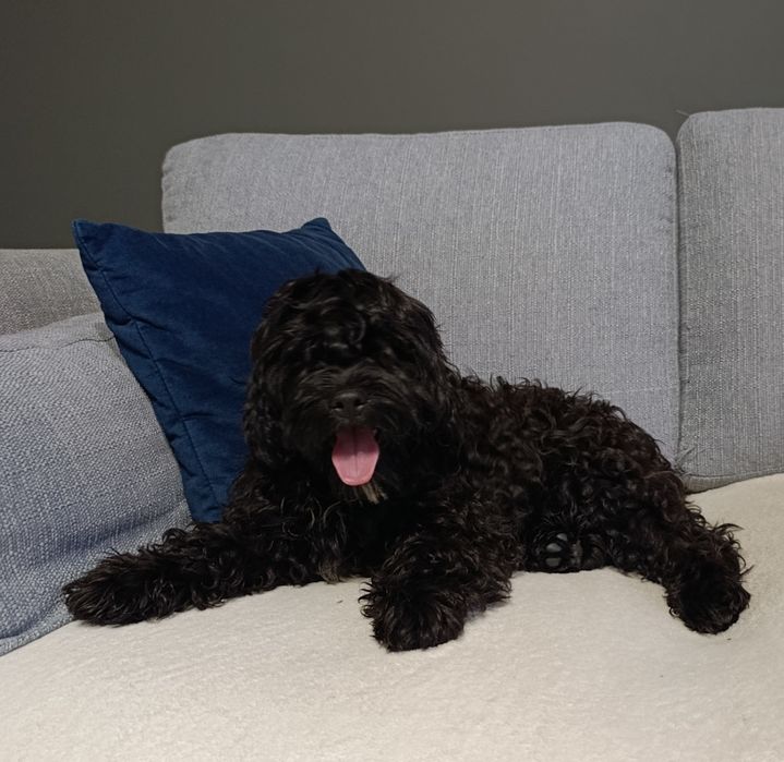 Cavapoo gotowy do odbioru po przebadanych rodzicach genetycznie