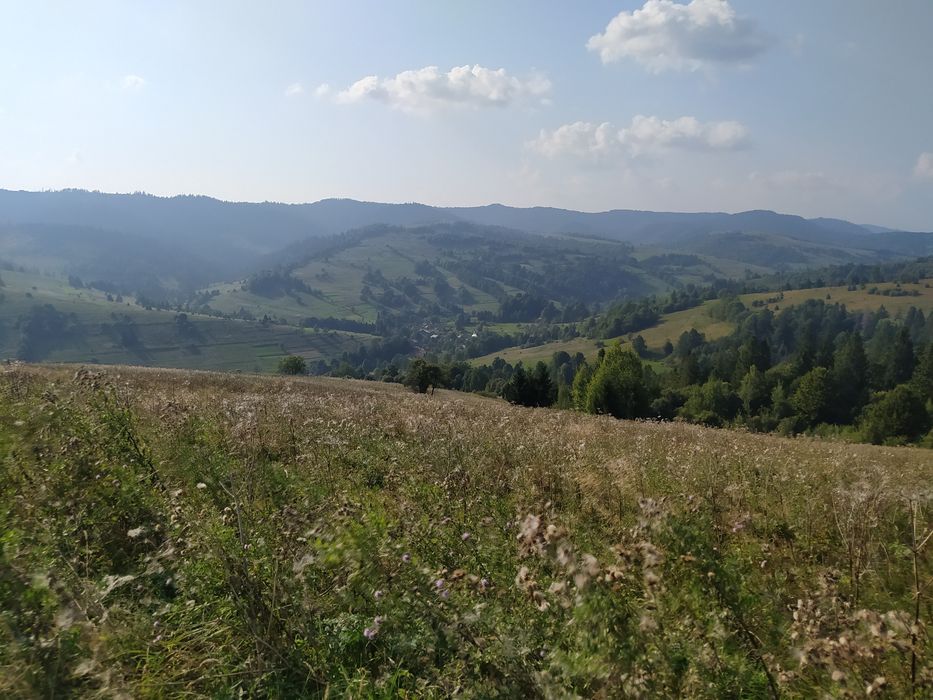 Мед стільниковий, гірський