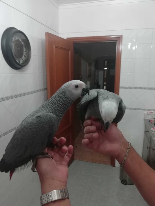 Papagaios Cinzentos de cauda Vermelha