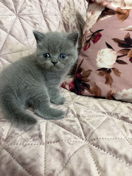 Шотландські кошенята