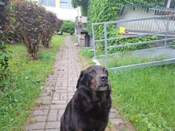 Oddam pieska w dobre ręce