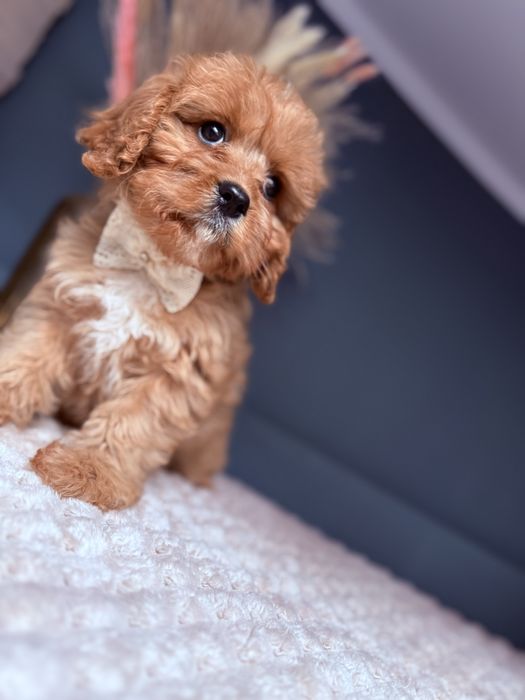 SUNIA Cavapoo do odbioru