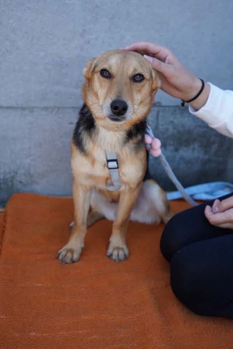Kochany piesek do adopcji