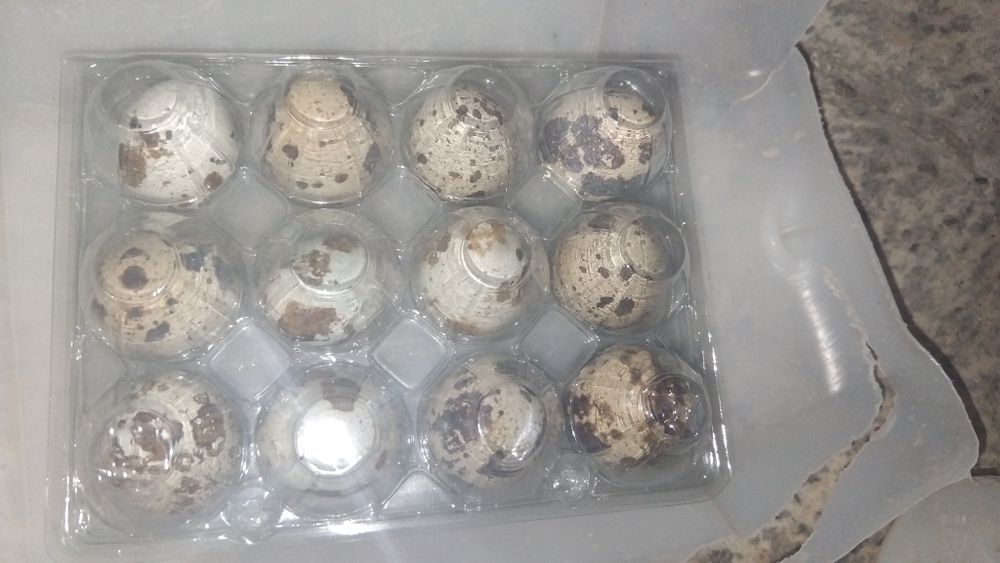 Ovos de codornizes