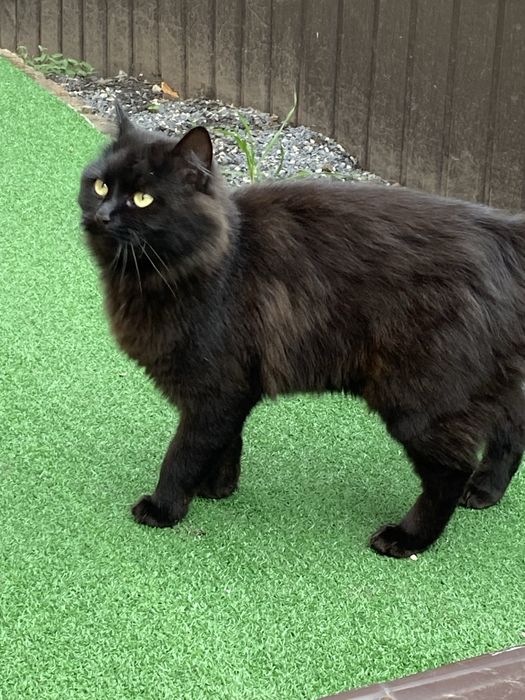 Віддам кішечку  в добрі руки.