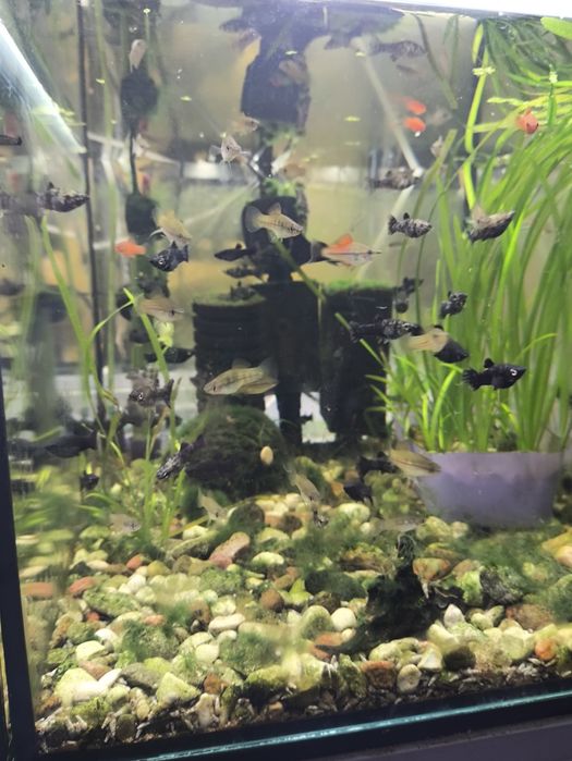 Molinezje i mieczyki