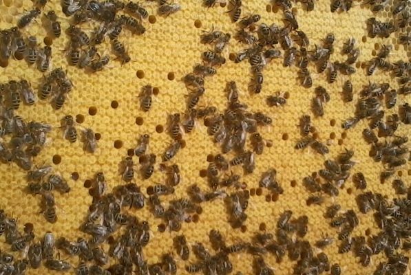 Бджолопакети, Пчелопакеты 3+1, 4+0