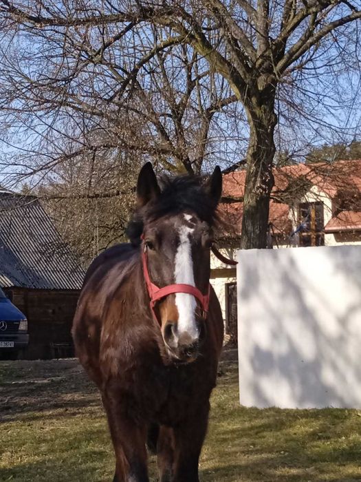 Klacz zimnokrwista- 3latka