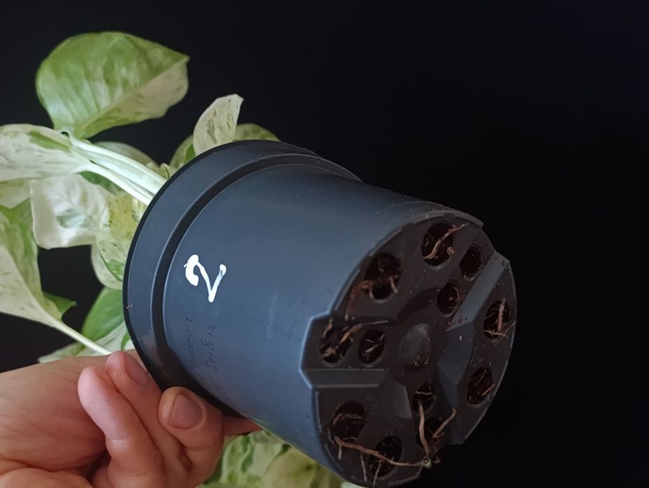 Епіпремнум Хеппі Ліф (Epipremnum aureum 'Happy Leaf'),Епіпремнум Хеппі Ліф (Epipremnum aureum 'Happy Leaf'),