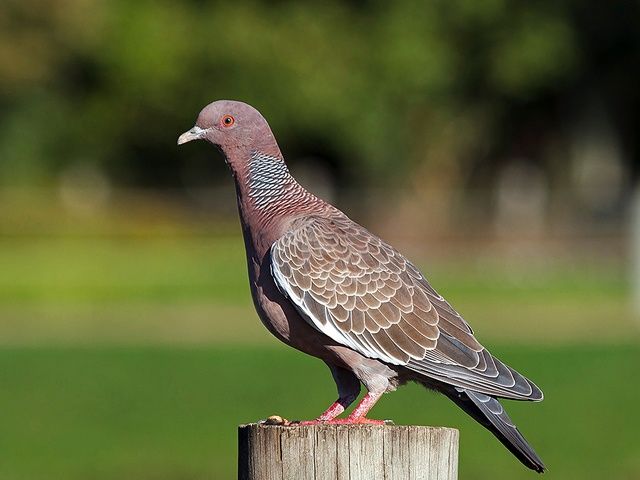 Patagioenas picazuro fêmea