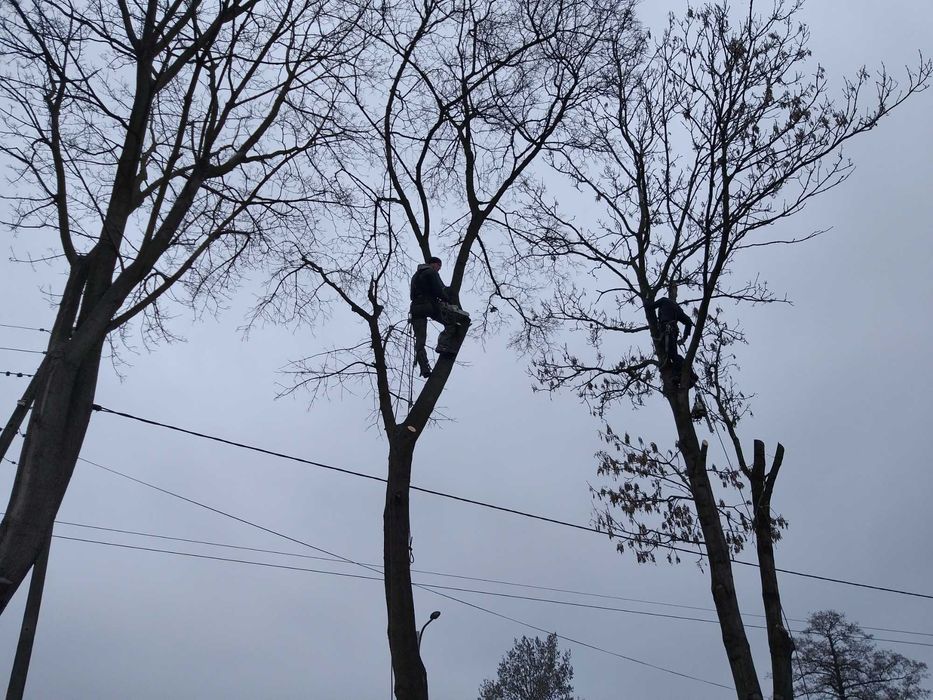 Wycinka drzew Ścinka drzew