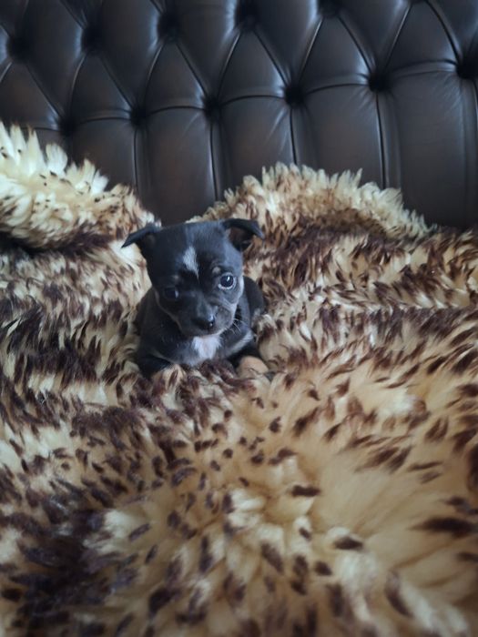 Chihuahua maleńka
