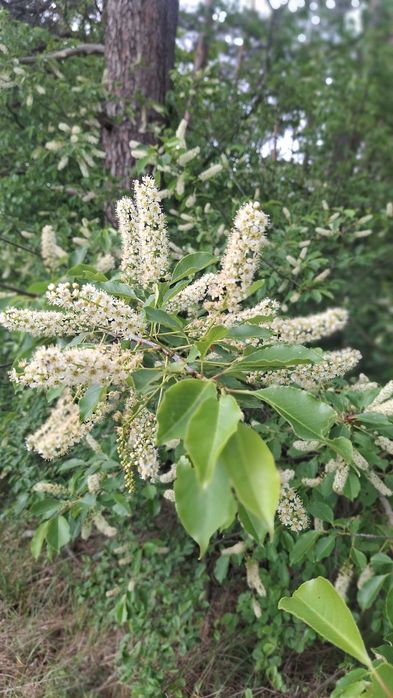 Krem odmładzający przeciwzmarszczkowy