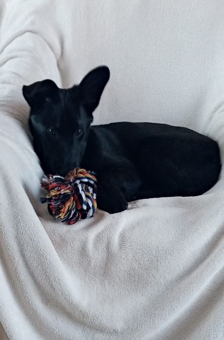 Młodziutki piesek Onyx szuka domku