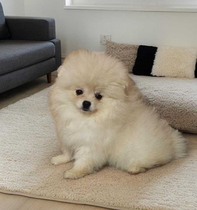 Девочки породы померанксий шпиц.