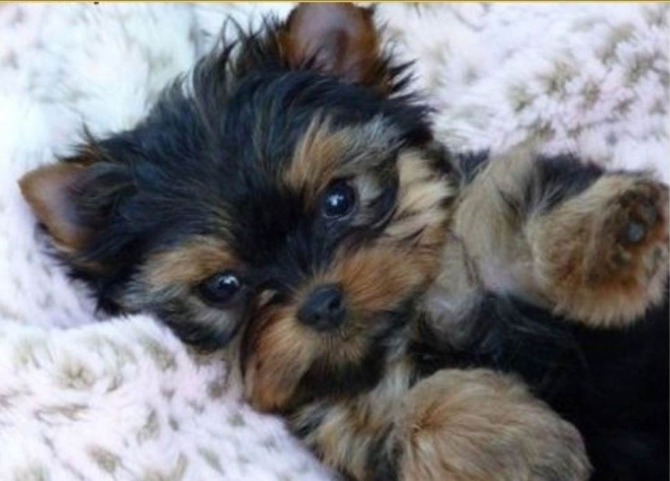 Yorkshire Terrier - szczenięta