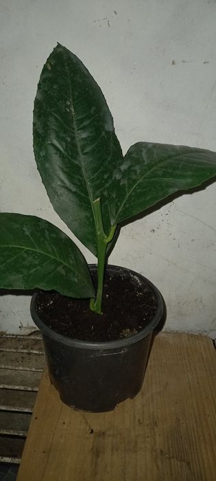 Продам кімнатній лимон мандарин