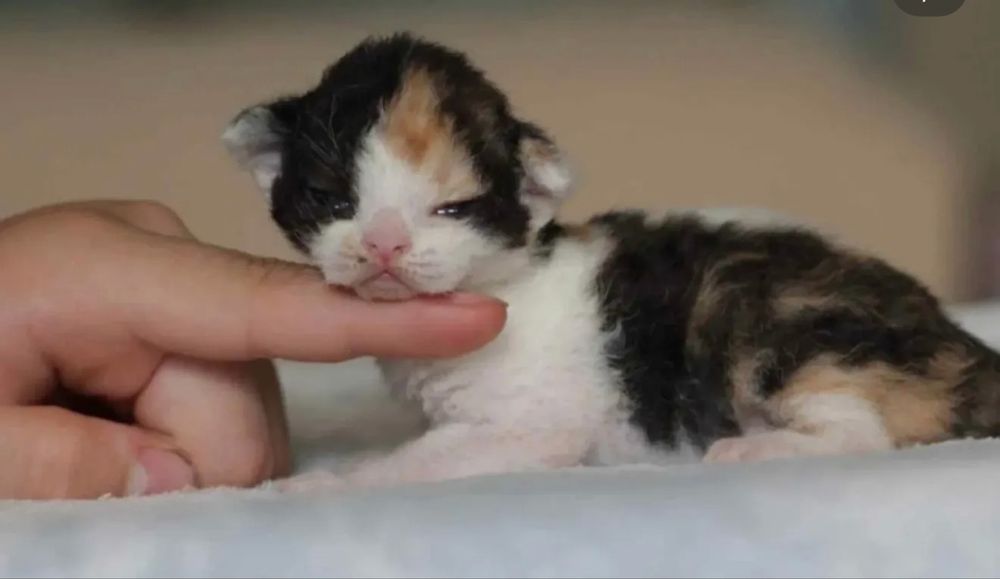 Devon Rex  bebê com pedigree