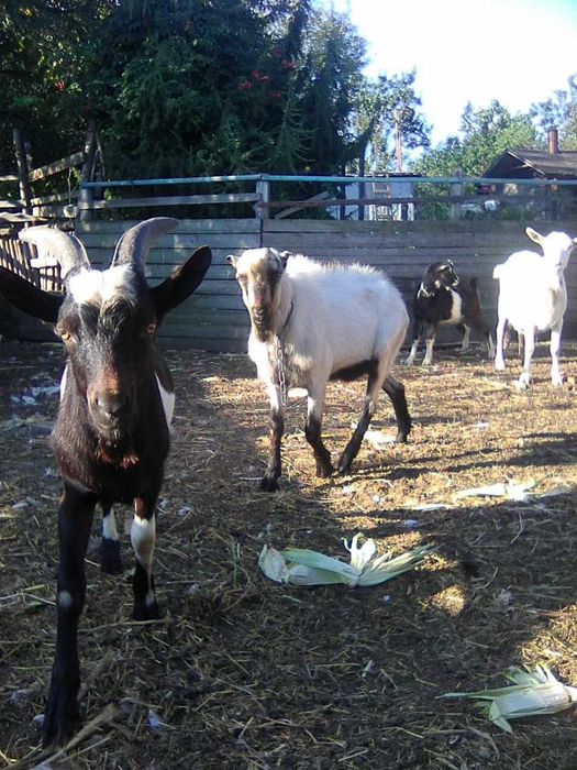 Продам породистых козликов!