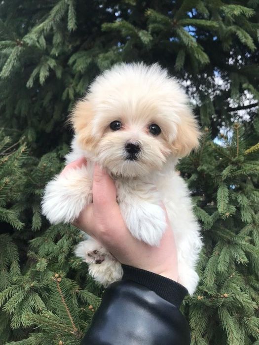 Хлопчики та дівчата Мальті- Пу різних окрасів.